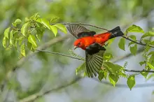 Bill would designate the scarlet tanager as Pennsylvania’s official migratory bird