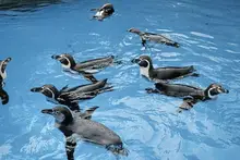 Pittsburgh Zoo & Aquarium welcomes Humboldt penguins, brown pelicans