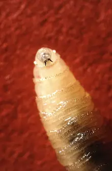 State agriculture officials issue quarantine order to keep out flesh-eating New World Screwworms