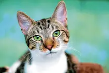 In brief: Leetsdale addressing stray cats, Library 250 events and more