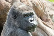 Murrysville woman once came face-to-face with ‘Little Joe’ the gorilla