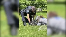 Tarentum wildlife volunteer assists in gosling rescue in Trafford