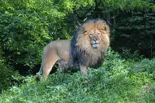 Pittsburgh Zoo &#038; Aquarium welcomes new lion