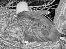 Audubon Society announces 1st egg of the year in nest in Pittsburgh’s Hays neighborhood