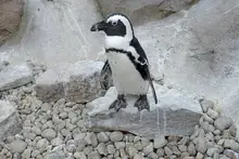 Here are 5 things to do in Pittsburgh this weekend, Oct. 10-12