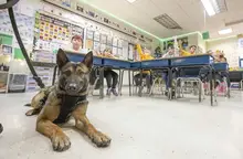 North Huntingdon police welcome new Belgian Malinois K-9