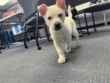 Pittsburgh police arrest woman for hitting puppy, sealing it in suitcase