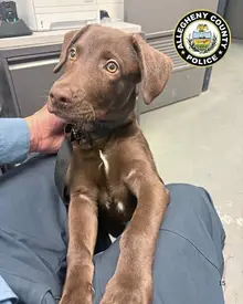 Texas man charged with abandoning chocolate Lab puppy at Pittsburgh airport