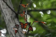 Monroeville area: Butterfly count, vehicle charging station opens, quilt show, more