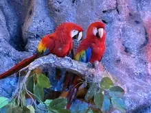 National Aviary's 'Jingle Bell Flock' show brings high-flying holiday cheer