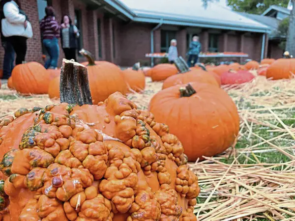 In brief: Pumpkin fundraiser, Symphony East performance, litter 