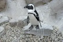 Here are 5 things to do in Pittsburgh this weekend, Oct. 10-12