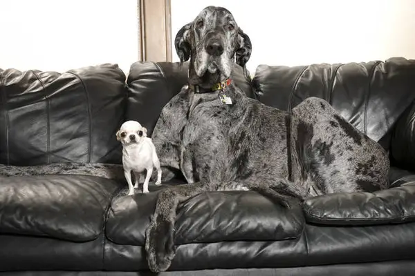 World's tallest and smallest dogs meet up for a playdate