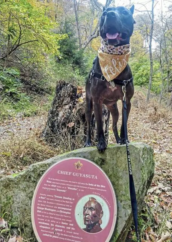 Dog-lovers can bring pups to Camp Guyasuta for 5th annual Hound Hike