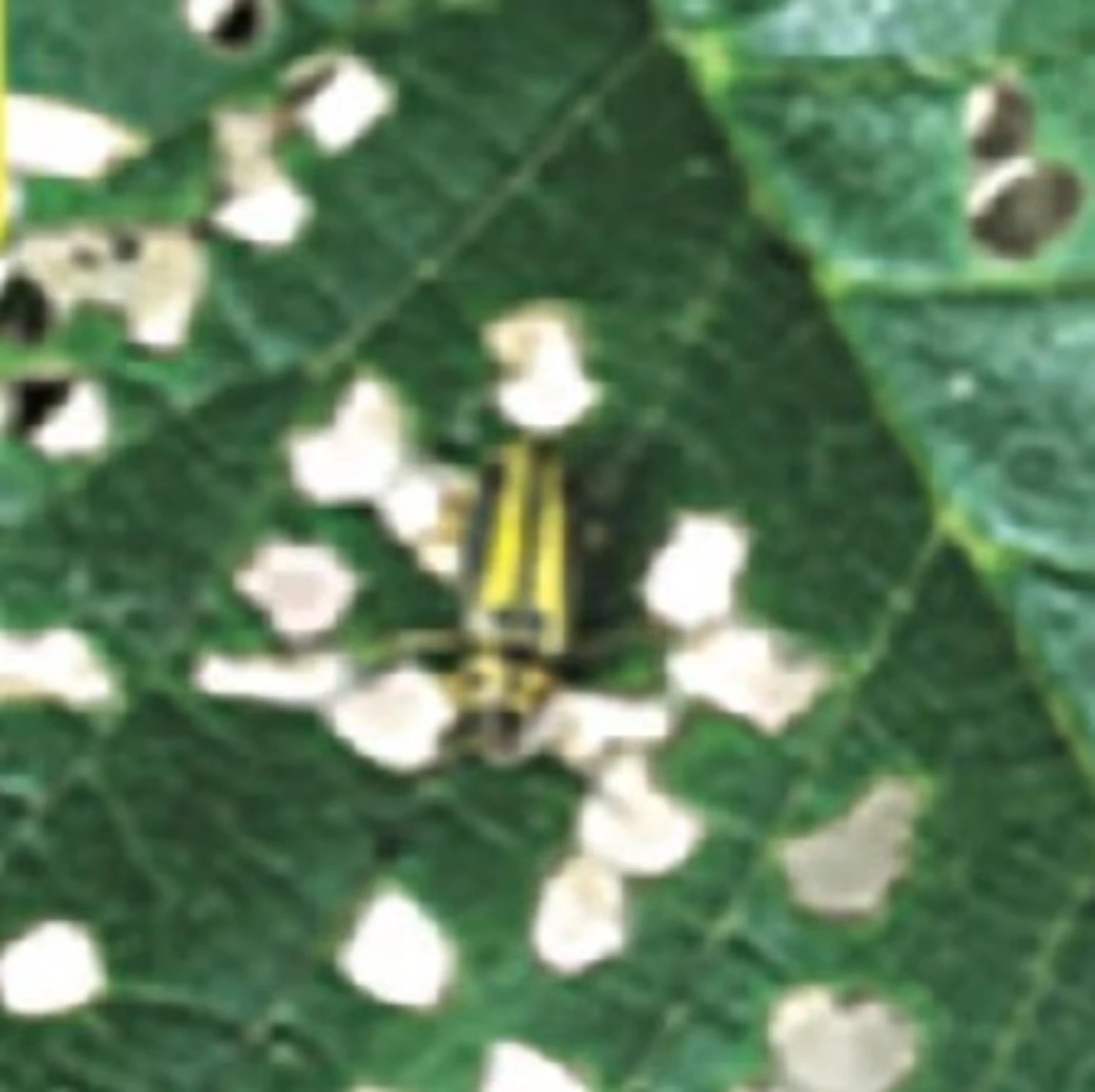 Business Image