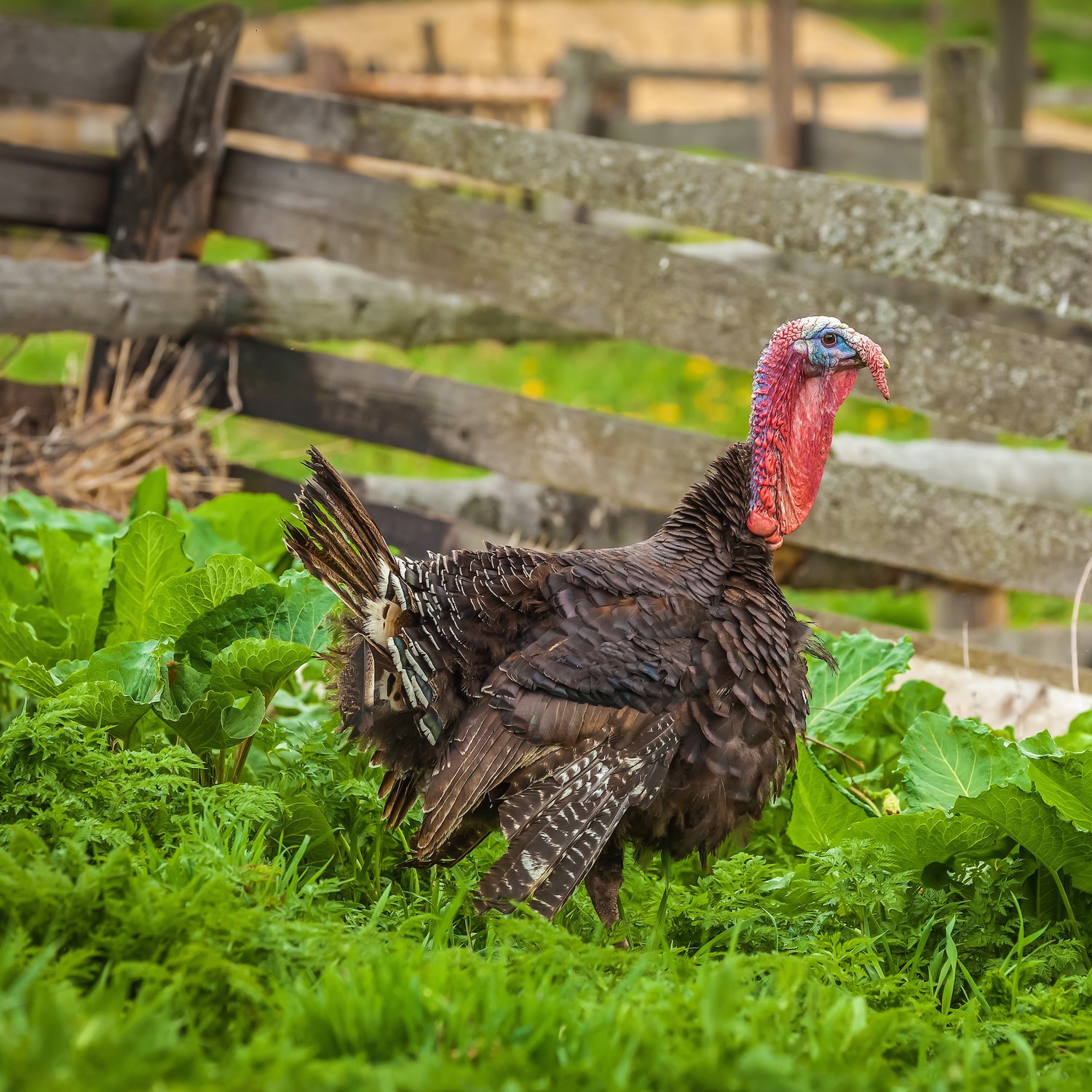 King turkey. Индюшатник своими руками. Насест для индюков. Индюшка на заборе.