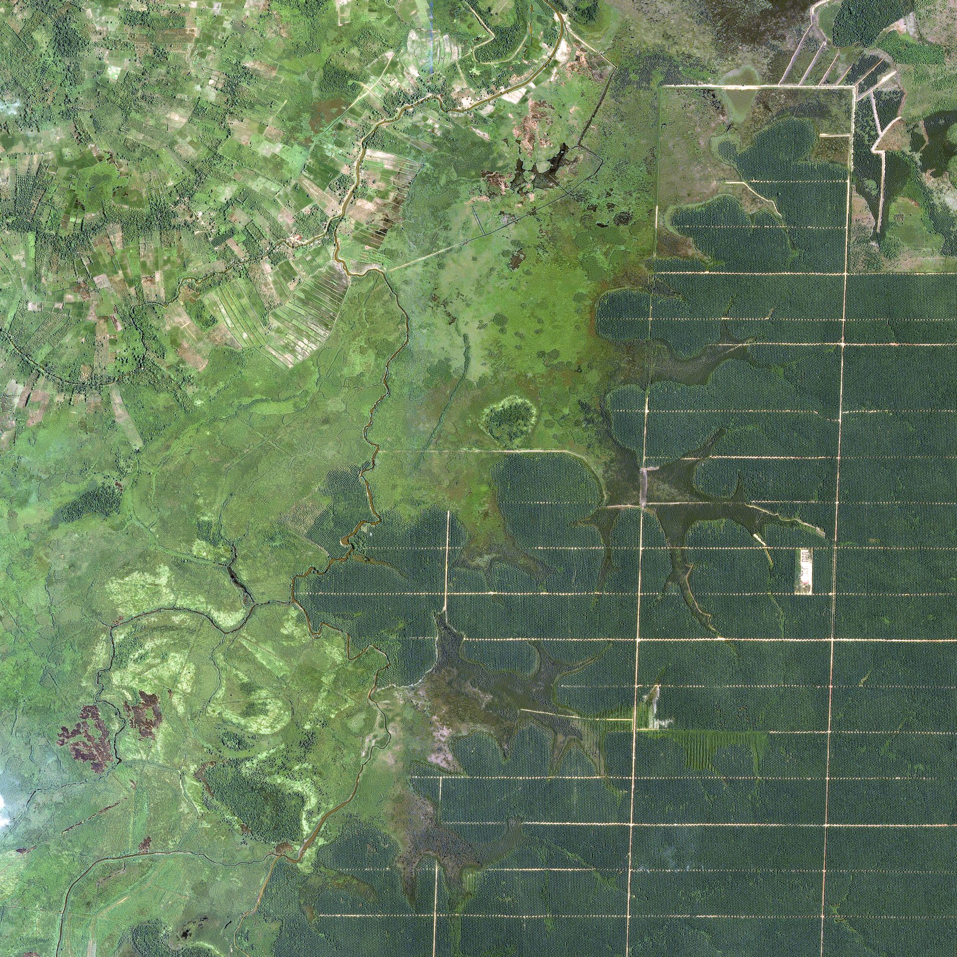 Palm Oil Plantation, Sumatra, Indonesia high resolution satellite image thumbnail