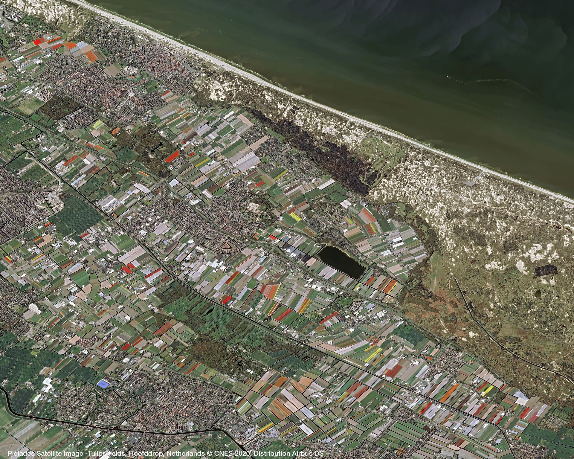 Tulips fields in Hoofddrop, the Netherlands Satellite image from Pléiades thumbnail