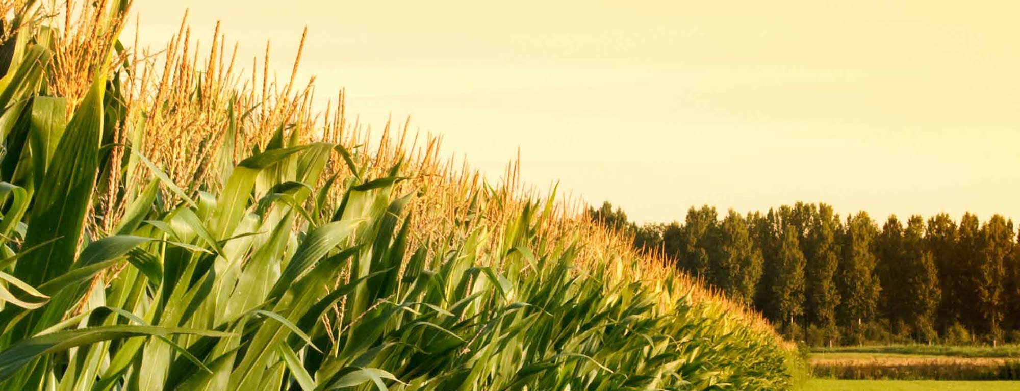 Banner Intelinaire Case Study Corn Field Banner Intelinaire Case Study Corn Field