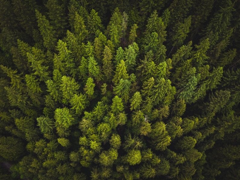 Forest image