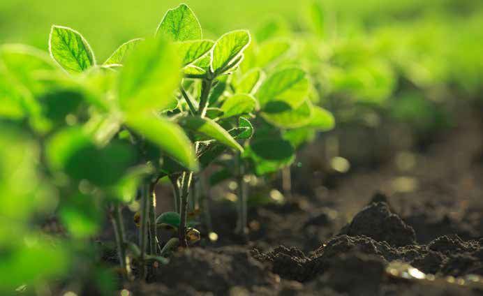 Young Plants Intelinair Young Plants Intelinair