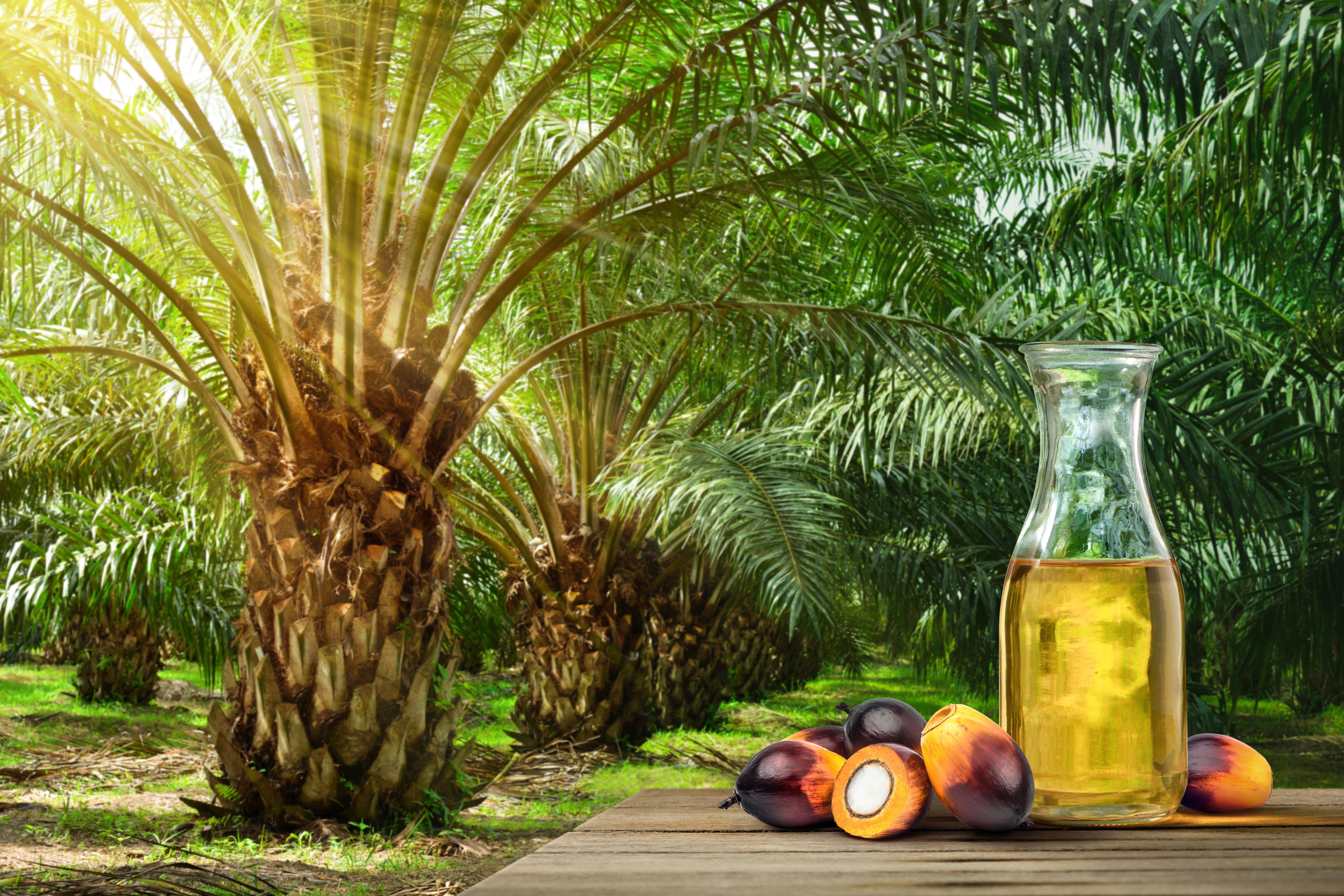 Monitoring oil palm tree health in Malaysia.jpeg Monitoring oil palm tree health in Malaysia.jpeg