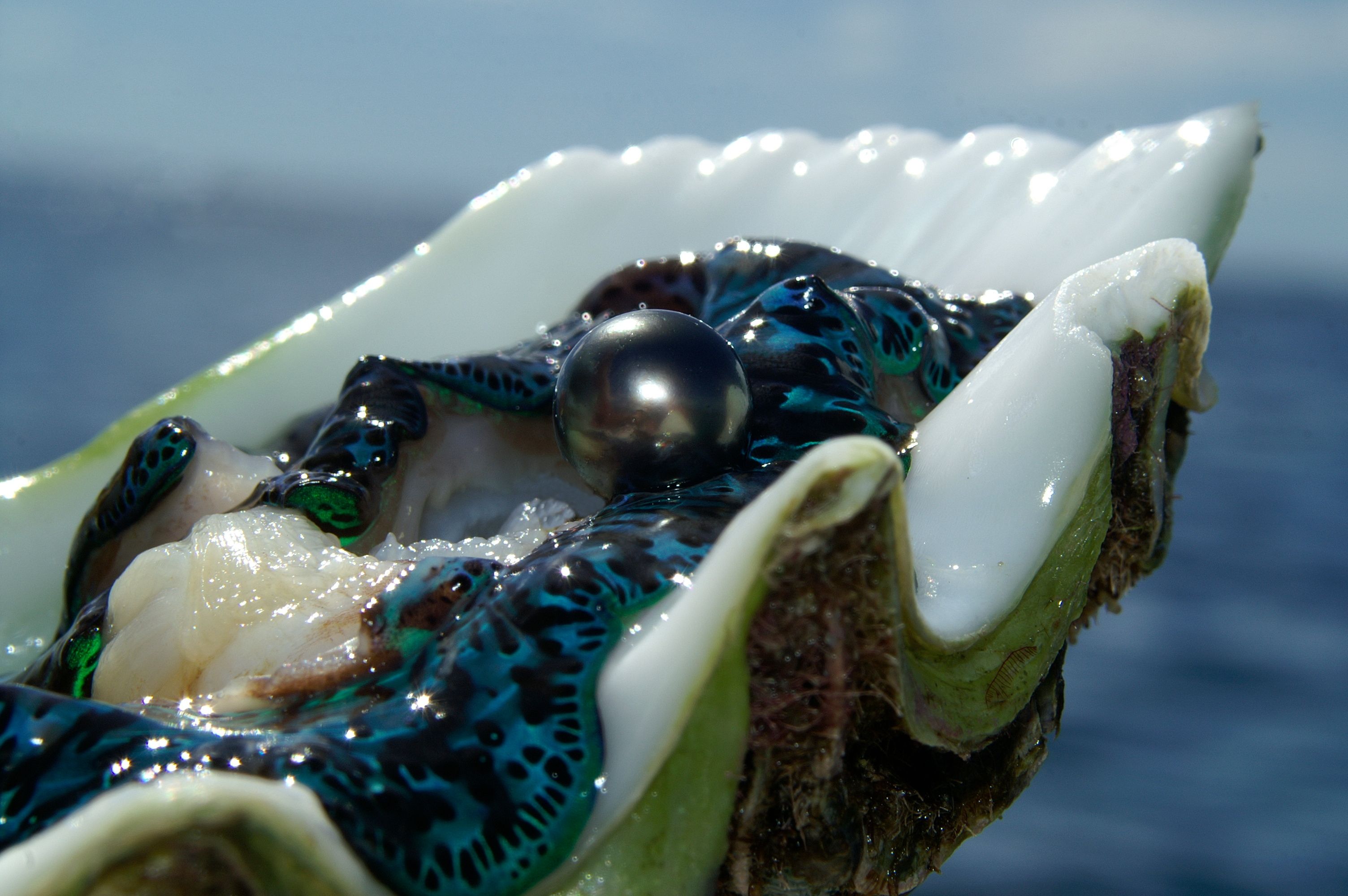 The black-lipped pearl oyster The black-lipped pearl oyster