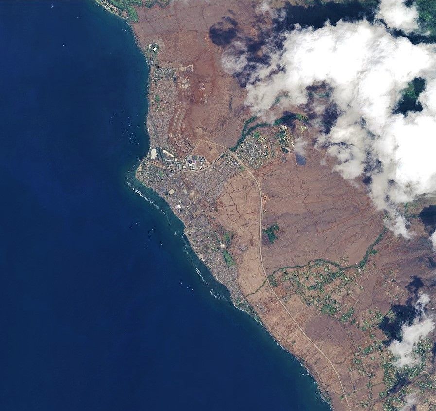 Lahana evolution 1 year post fire Sept 24 6 after.jpg
