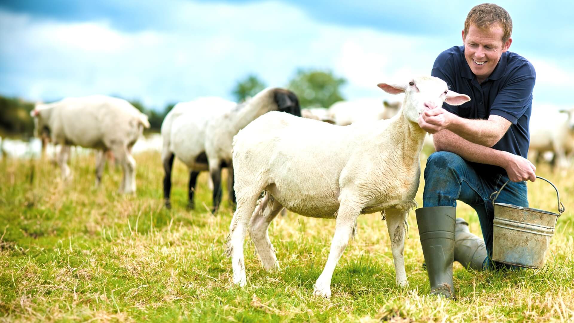 Protecting Livestock Farmers with effective satellite-based solutions banner