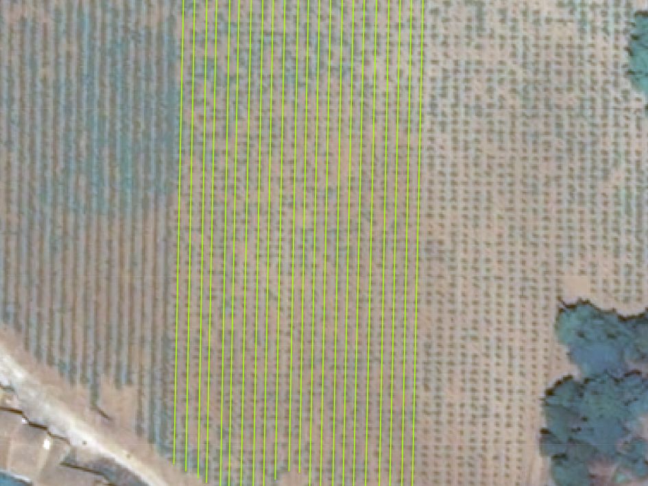 Vine rows exrtraction - Pléiades Neo