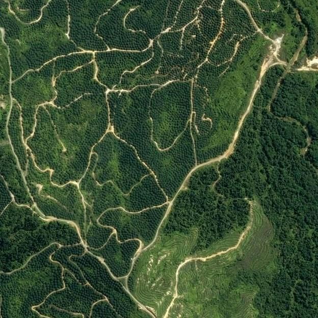 Square satellite view of coffee fields