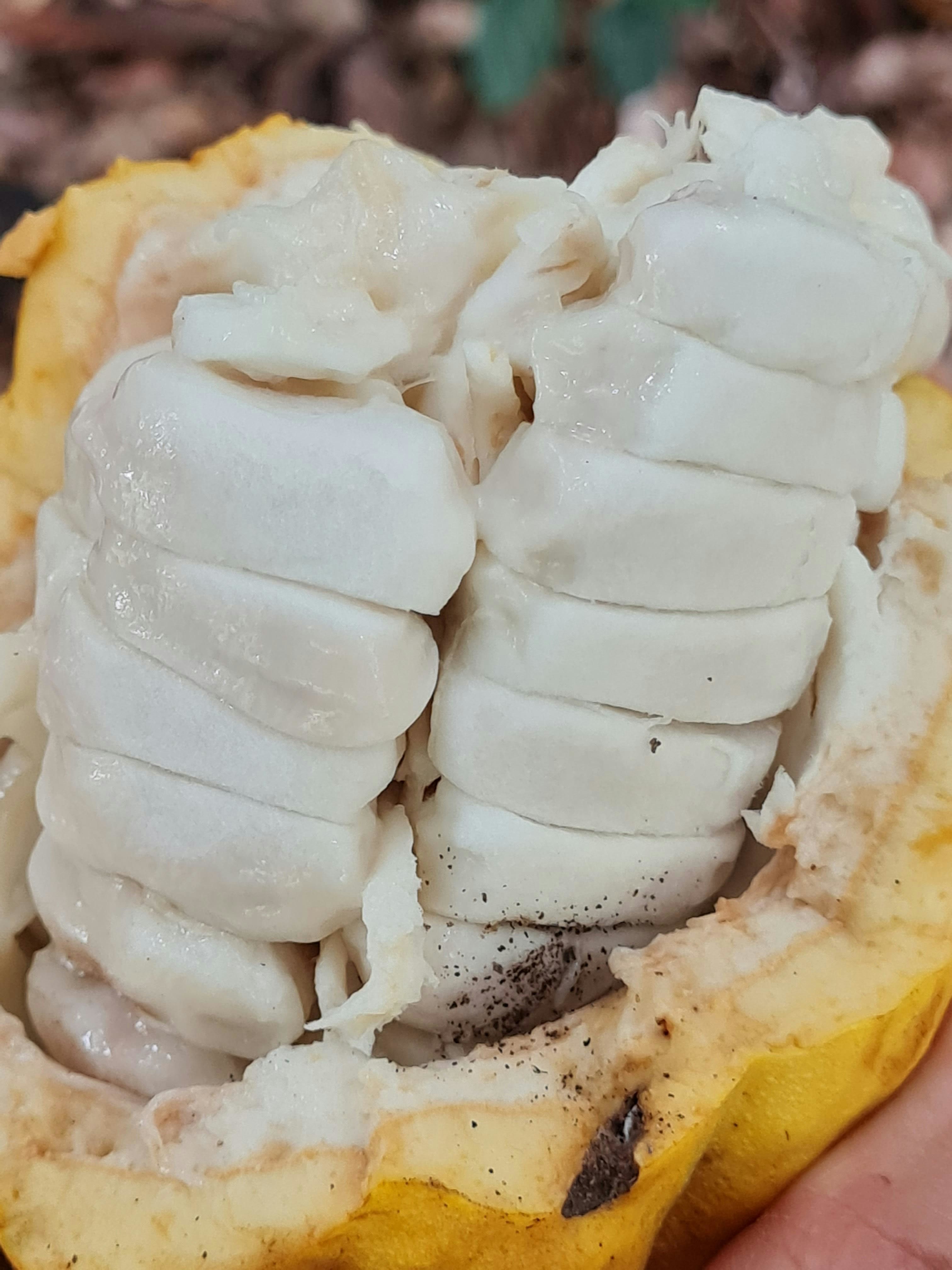 cocoa_bean.jpg cocoa_bean.jpg