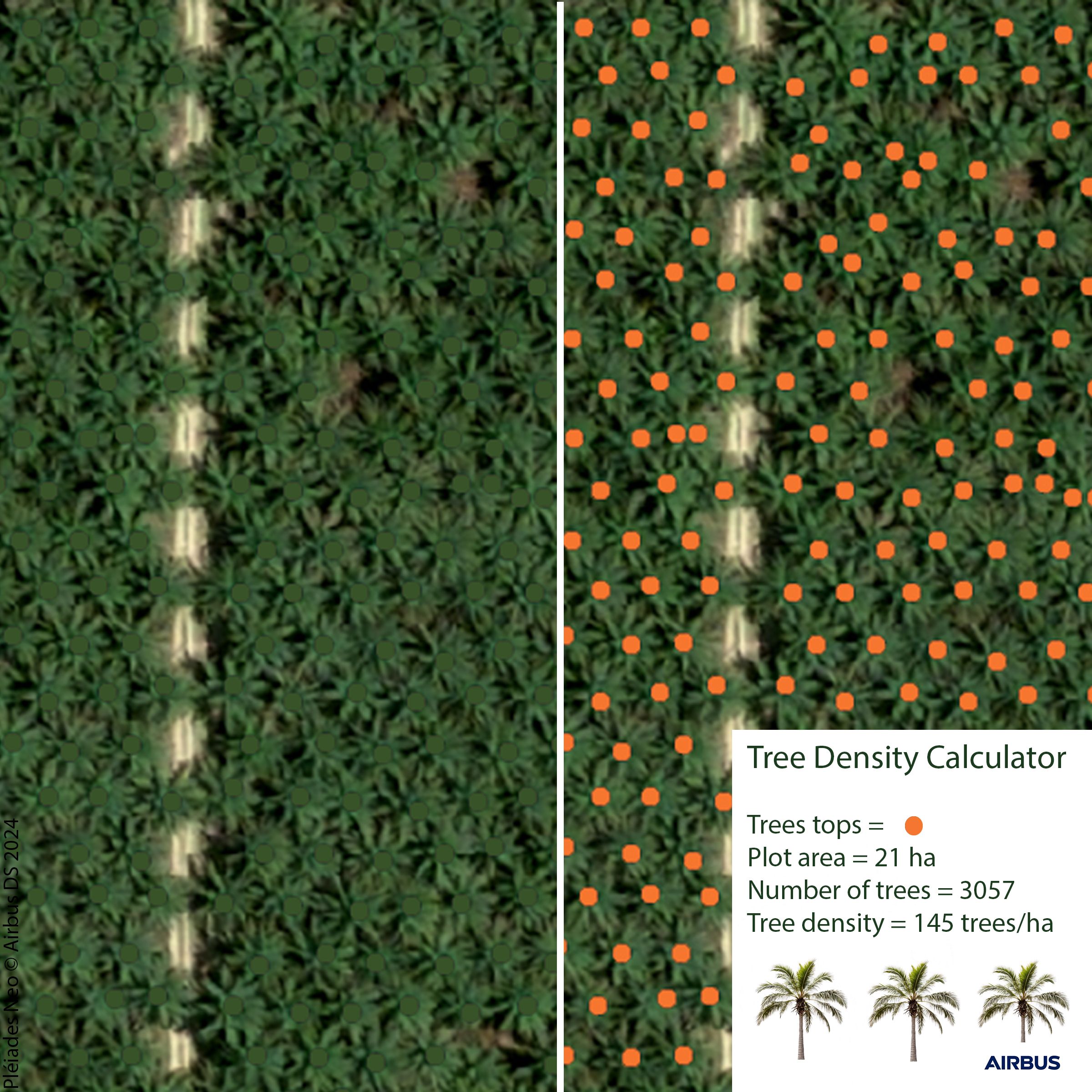 palm trees density calculator.jpg palm trees density calculator.jpg