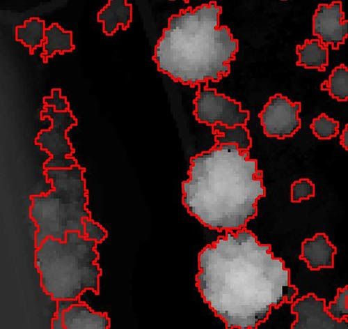 Fully automatic geometry extraction of tree shapes Fully automatic geometry extraction of tree shapes