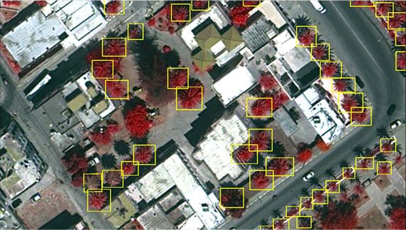 Pléiades Neo image - Canarian palm tree detection