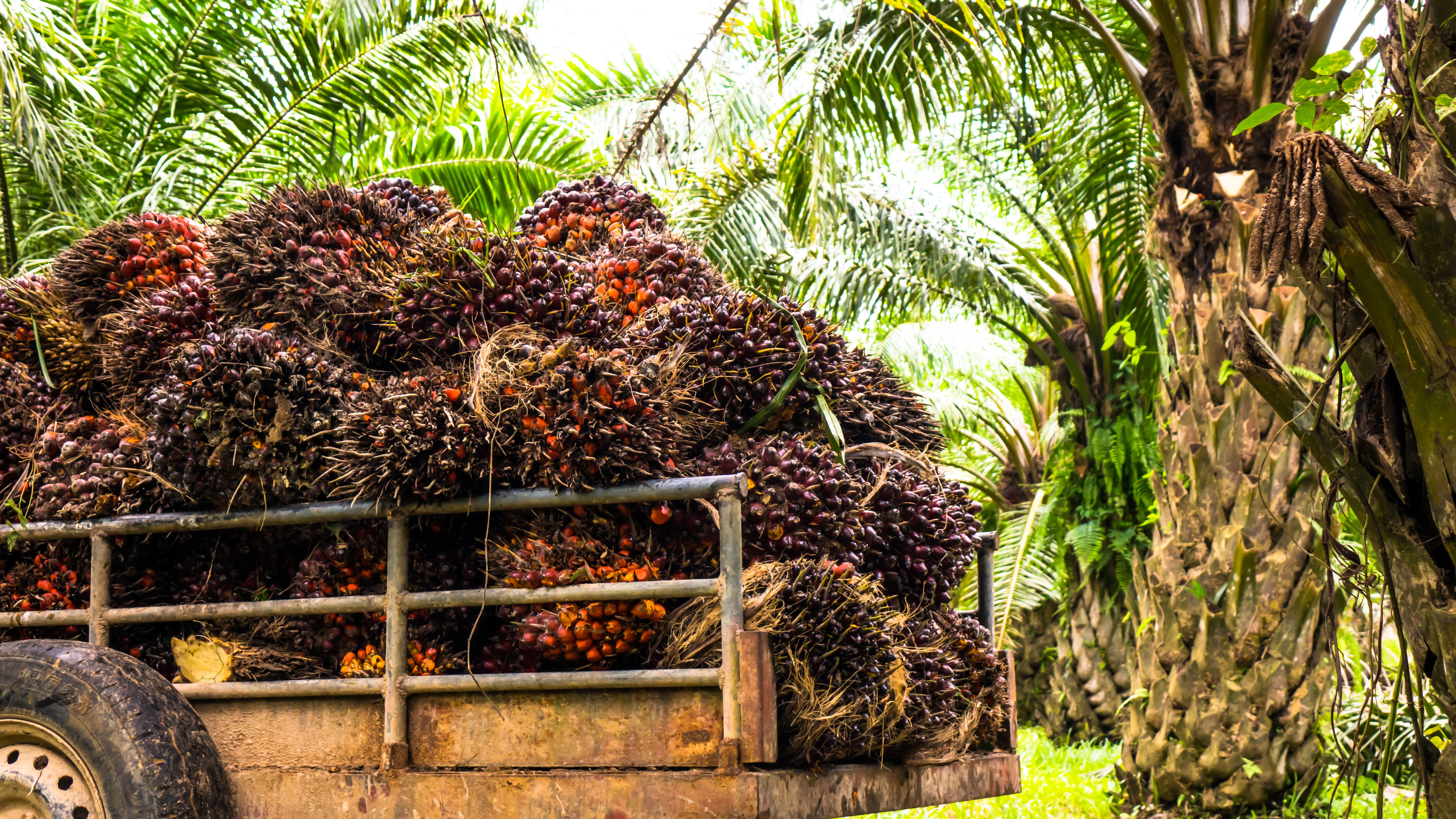 friesland-campinatrusts-palm-oil-sourcing.jpeg