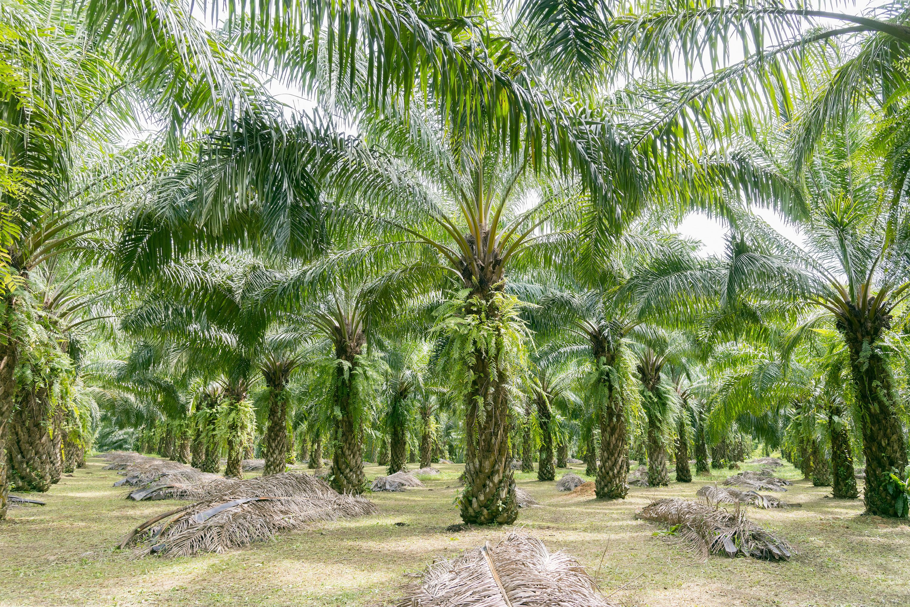 own oil palm plantations Tolaram Singapore