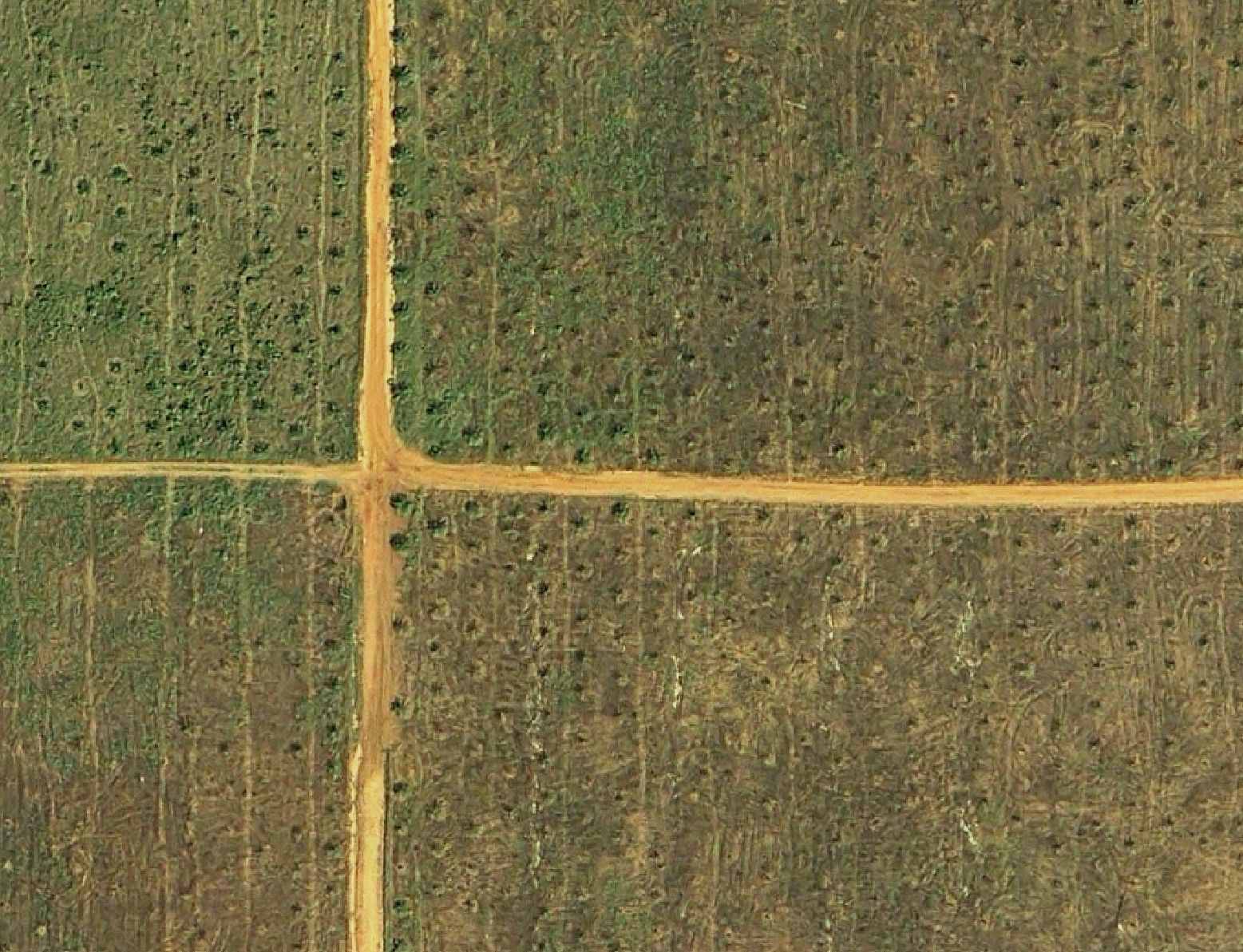 oil palm tree statement PT Earthline reseller
