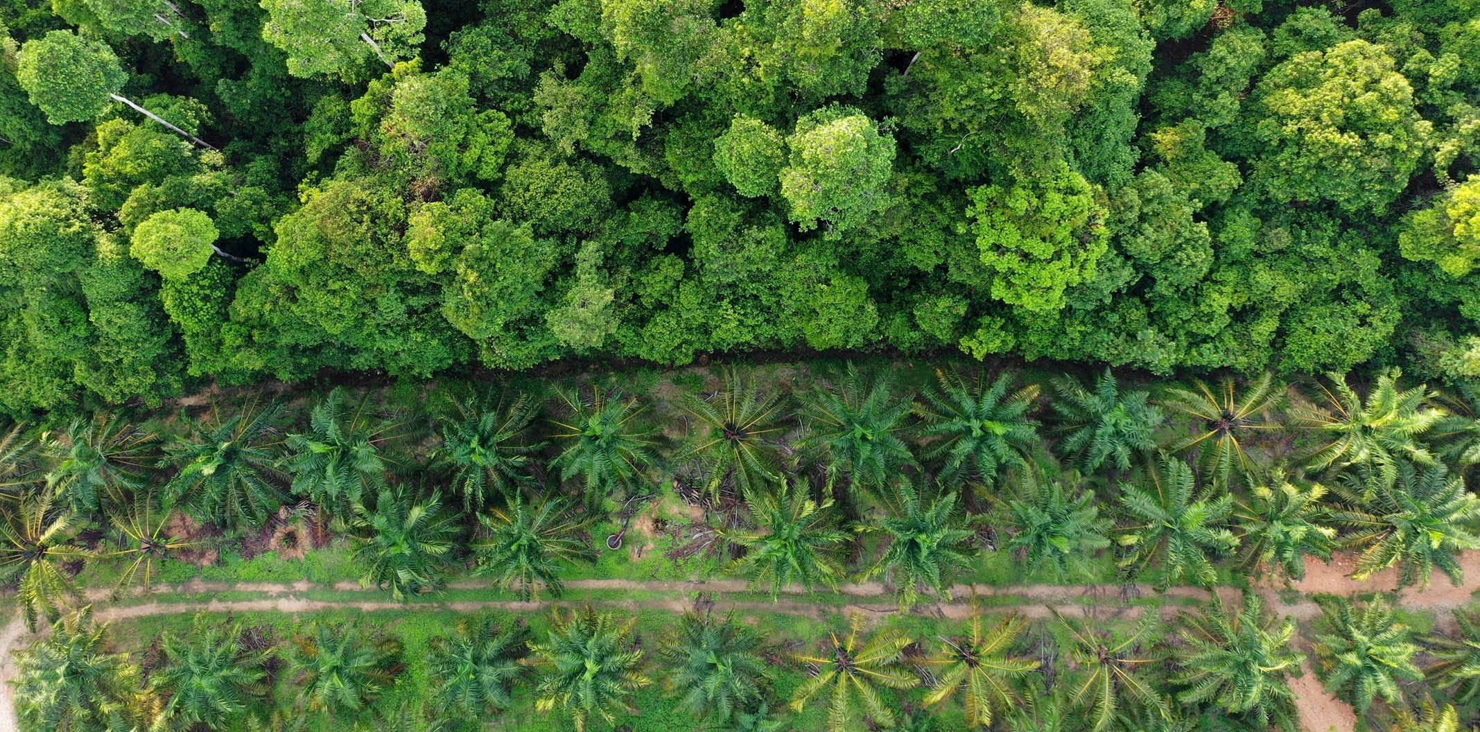 vegetation palm tree monitoring vegetation palm tree monitoring