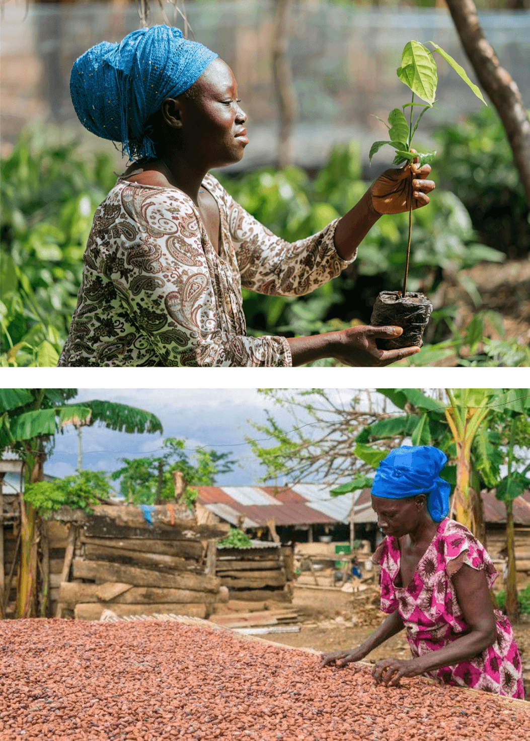 two image sliced into two with on top a woman harvesting a tree, and on the bottom another woman  sorting cocoa