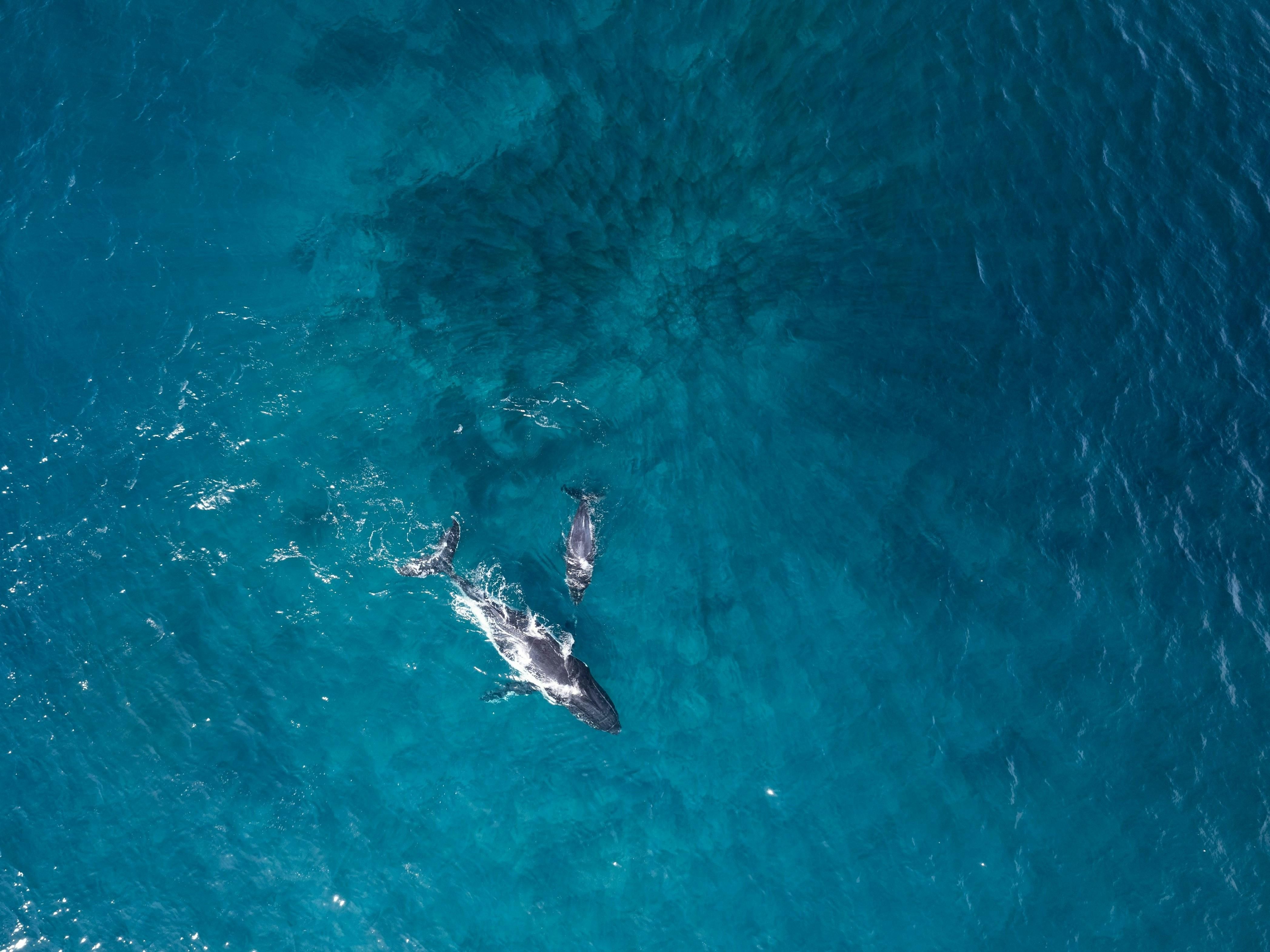 Satellite view of two whales swimming in the ocean 