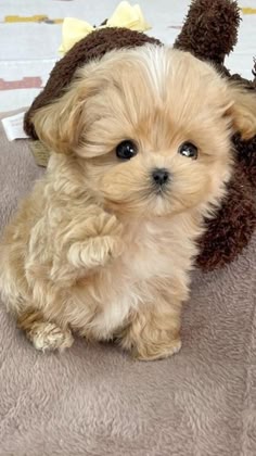 a small brown and white puppy with soft fluffy fur is sitting and looking directly at the camera. its eyes are wide and its nose is wet. the puppy is sitting on a soft brown rug.