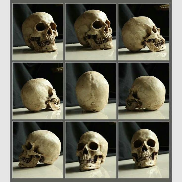 the image shows a grid of nine separate photographs of a human skull. the skull is bonecolored and sits on a reflective surface, against a dark backdrop. each photograph shows the skull from a different angle, providing a 360degree view. the skull is a detailed anatomical model.