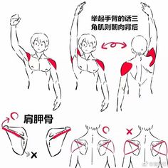 the image is an anatomy reference for artists, depicting the proper way to draw the shoulder muscles in various poses. it shows a simplified male figure from the front, side, and back, with the deltoid muscle highlighted in red. arrows indicate the direction of muscle movement, and smaller diagrams demonstrate correct and incorrect ways to draw the shoulder blades based on arm position. the overall style is line art with minimal shading, focusing on clear instruction over detailed rendering.