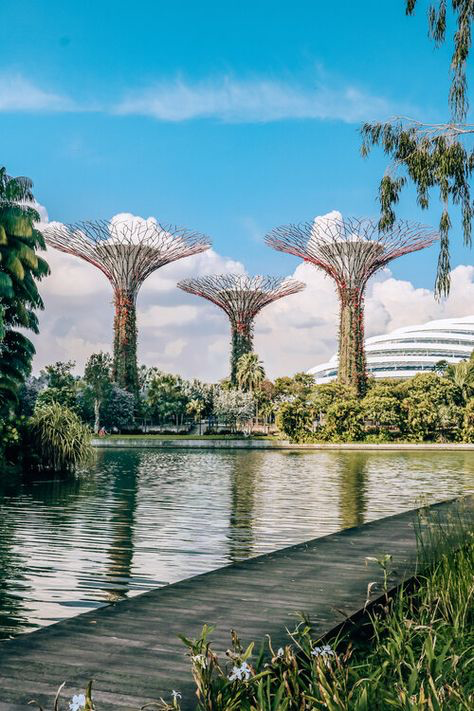 a captivating view of the supertree grove at gardens by the bay in singapore. three towering supertrees, with their intricate metal structures and lush vertical gardens, dominate the scene. a tranquil pond reflects the supertrees and the surrounding lush greenery. a dark wooden boardwalk extends from the foreground towards the water, inviting viewers to explore this iconic landscape. the clear blue sky, punctuated by fluffy white clouds, adds a touch of serenity to the image.  a building can be seen in the background. the overall ambiance is one of peace and natural beauty, characteristic of this famous singaporean landmark.