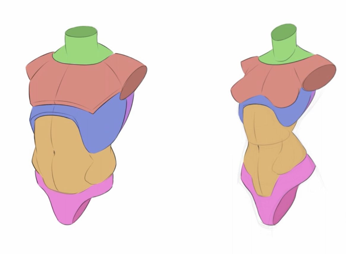 the image shows two simplified anatomical sketches of a female torso, likely used for art reference or study. the torso is broken down into basic shapes to better understand the forms and how they connect.  the left sketch showcases these shapes with solid colors, while the right sketch implies them with more natural, flowing lines.  both figures are devoid of facial features.