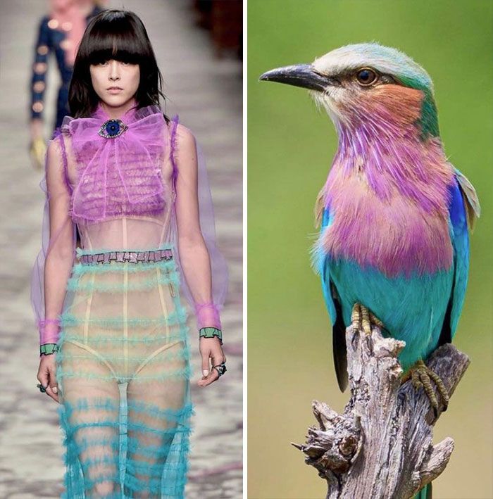 this image shows a comparison between a fashion model on the runway wearing a colorful dress and a lilac breasted roller bird. the model's dress features shades of pink, turquoise, and green, similar to the bird's plumage. the comparison highlights the inspiration that nature can provide to fashion designers.