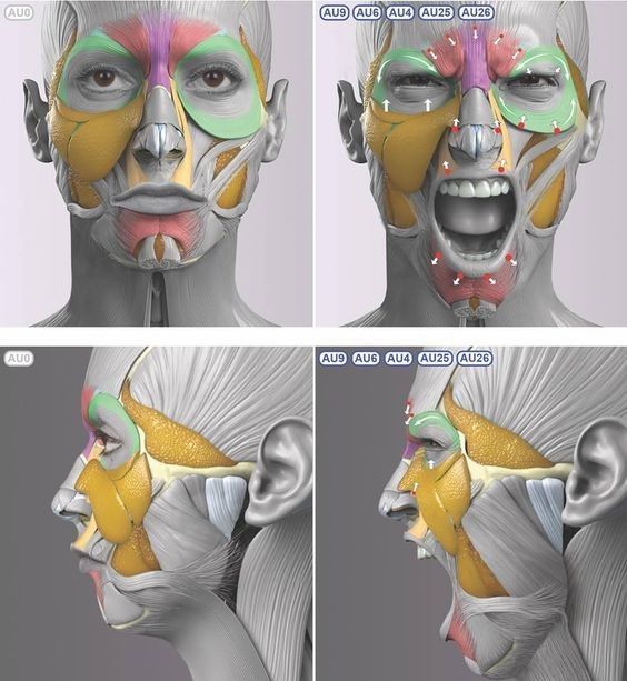 the image showcases a 3d model of a human face, intricately detailed with various muscle groups highlighted in different colors. the model is presented in both front and side views, providing a comprehensive understanding of facial muscle anatomy. the left side of each perspective shows the face at rest, while the right side illustrates muscle contractions during expressions of shouting or yelling, with specific muscle groups labeled for clarity.