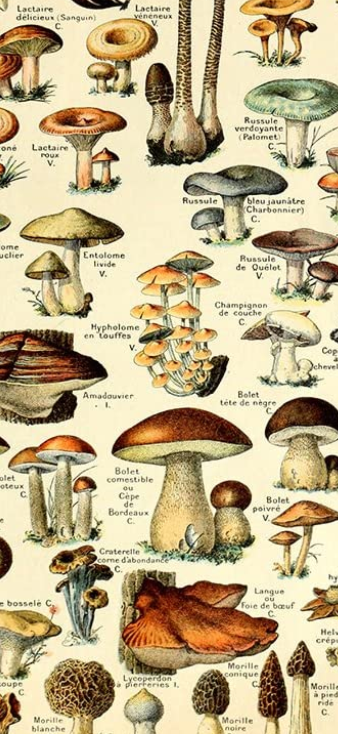 this illustration depicts a variety of mushrooms, each with its scientific name and common name in french. the drawings are detailed and accurate, with labels indicating the edibility or toxicity of each species. the artwork is presented in a vintage style, with a brown background and simple border. this guide to mushrooms provides a helpful overview of the different types of fungi that can be found in nature.