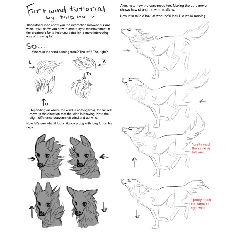 this image is a tutorial about drawing the effects of wind on animal fur. it uses examples of a wolf and a dog with long fur to illustrate how the direction of the wind influences the appearance of the fur. the tutorial also emphasizes the importance of depicting ear movement to convey the strength of the wind.